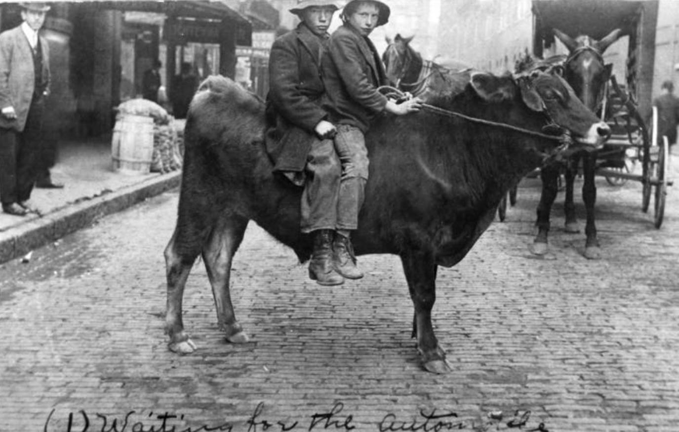 Bill and Jack Winkle (Winkle Boys) on an Ox, Market Square, 1907. McClung Historical Collection.