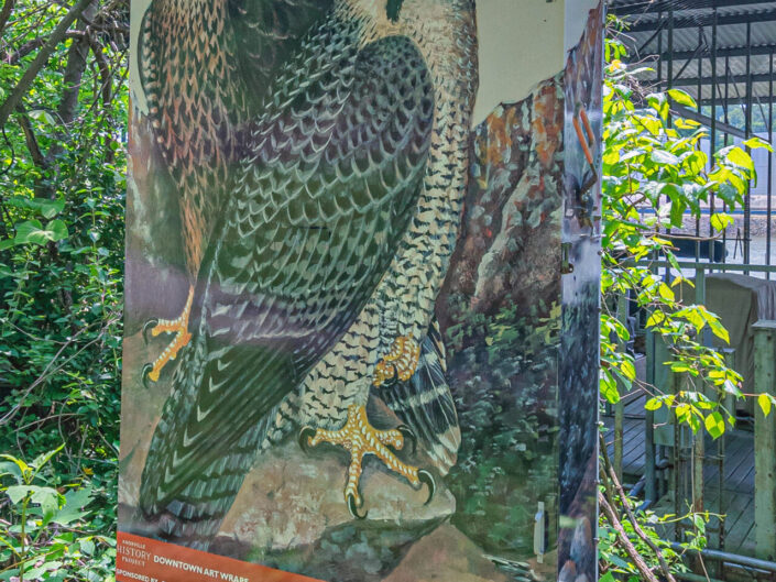 Peregrine Falcon by Earl O. Henry on James White Greenway by Volunteer Marina. Sponsored by RiverHill Gateway Neighborhood. Photography by Mike O'Neill.