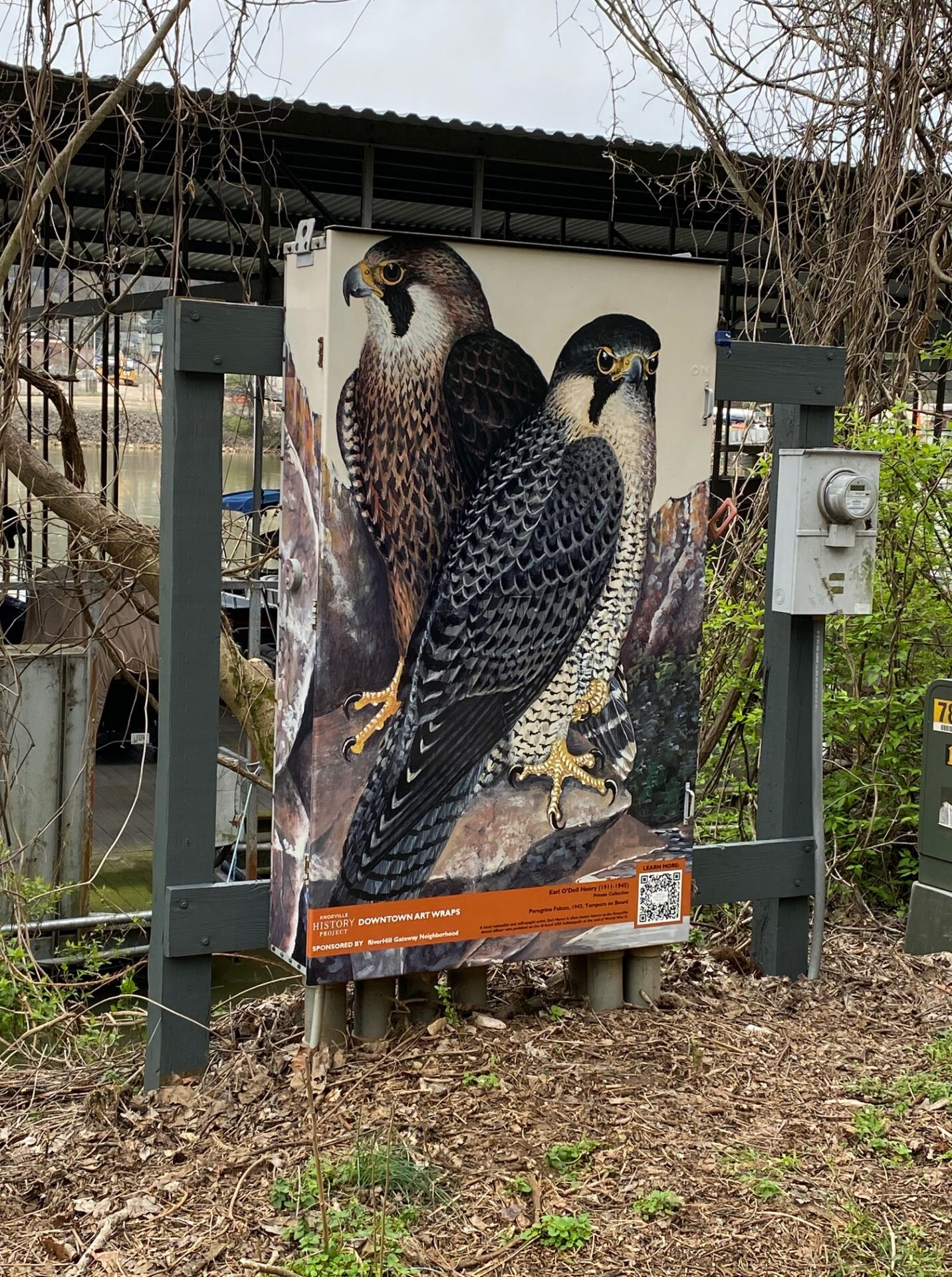 Peregrine Falcons by Earl O. Henry on James White Greenway at Volunteer Landing