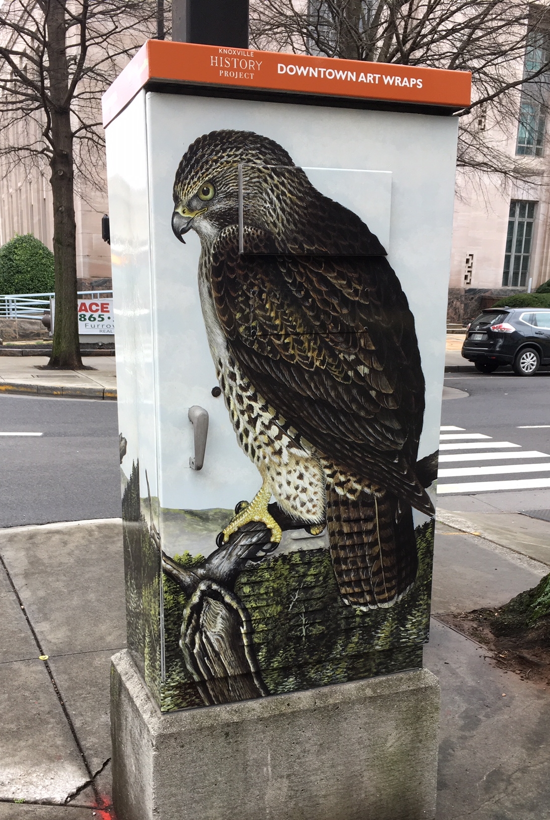 Juvenile Red-tailed Hawk by Earl O. Henry on Main Street at Walnut Street sponsored by LHP