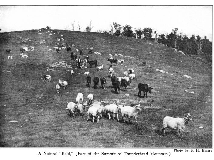 University of Tennessee Botany Prof. Samuel H. Essary was an early Knoxville photographer of the Smokies before the 1920s. This photograph and several others were featured in the 1922 second edition of Horace Kephart's "Our Southern Highlanders."