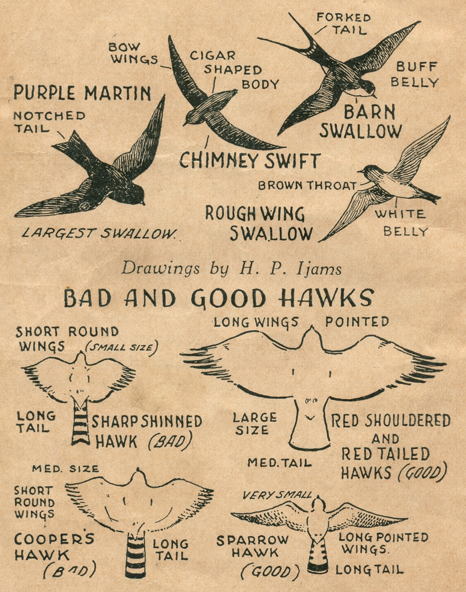 "Bad and Good Hawks" illustrated by Harry Ijams from the educational booklet, "Knox Your East Tennessee Birds"