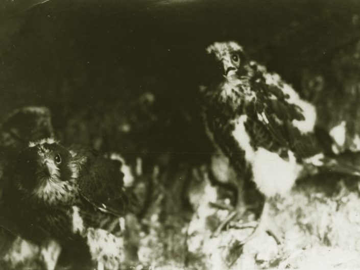 Peregrine Falcon nestlings photographed by Brockway Crouch, 1920s.