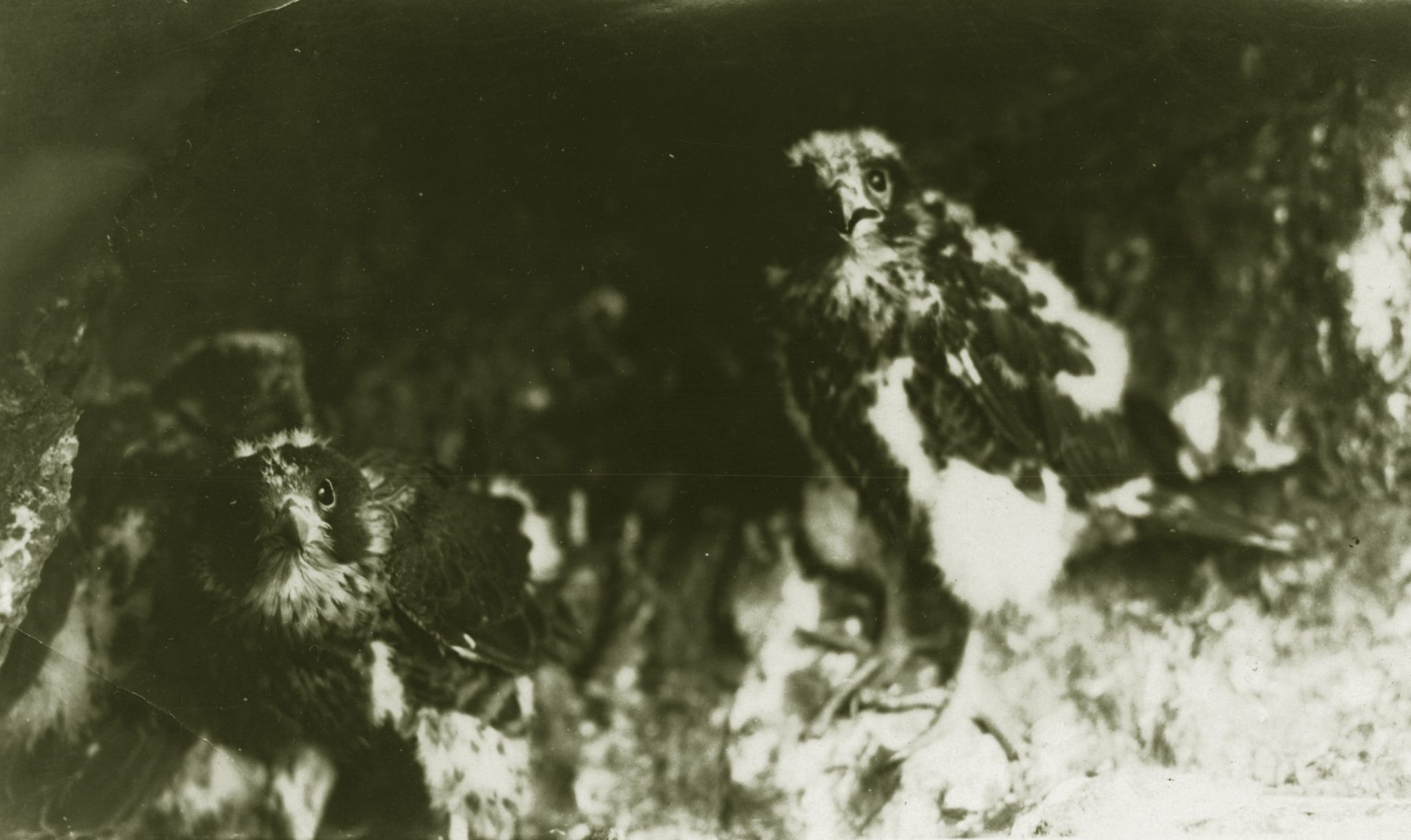 Peregrine Falcon nestlings photographed by Brockway Crouch, 1920s.