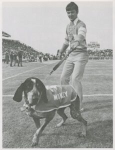 Smokey, a Blue-Tick Hound, at Neyland Stadium, 1978. (University of Tennessee Libraries.)